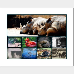 Photo Animal Collage Posters and Art